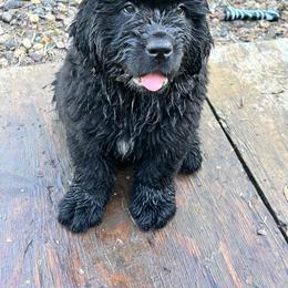Newfoundland Puppies from Tonka Bay Newfoundlands