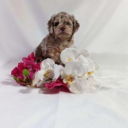 Aussiedoodle Puppies from Damara Kolar