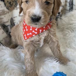 Goldendoodle Puppies from Goldendoodle Baby