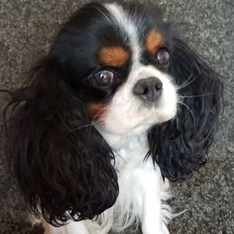 Cavalier King Charles Spaniel, Cavapoo, and Poodle All Grown Up from Rocky Desert Goldens and Cavaliers