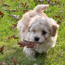 Earnest - Fawn male Havanese puppy in Oak Grove, Minnesota from Green Gables Havanese