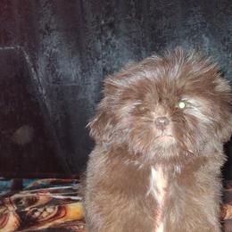 Girl 2 - Liver and white female Shih Tzu puppy in Birmingham, Alabama from K&D kennels