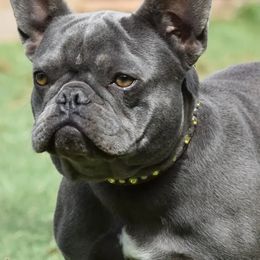 Sophie - French Bulldog