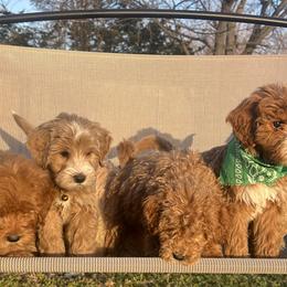 Goldendoodles from Bishop Family Golden Doodles