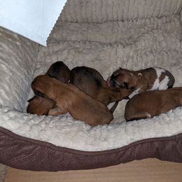 Shiba Inu Puppies from Puppydom Kennels & Training