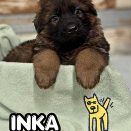 Inka - Sable female German Shepherd puppy in Canton, Texas from WILDWOOD GERMAN SHEPHERDS