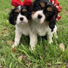 Beagle and Cavalier King Charles Spaniel Puppies from Kuehlers Kavaliers