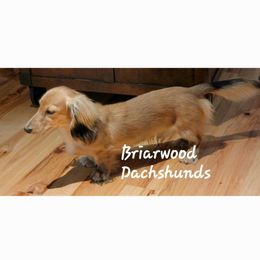 Winston - Dachshund