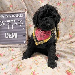 Goldendoodle and Poodle Puppies from Funny Farm Doodles