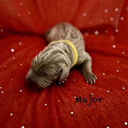 Major - Silver gray male Weimaraner puppy in Aitkin, Minnesota from Whispering’s GunDogs