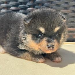 Riven - Tri-color female Pomsky puppy in Boonville, Indiana from Elysian Pomskies