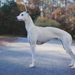 Nona - Whippet