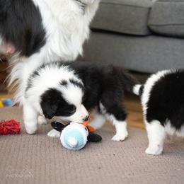 Border Collie Puppies from Hazelwood Border Collies