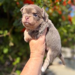 Calvin - Chocolate blue male Chihuahua puppy in Newport Beach, California from Exotic City Pomeranians and chihuahuas