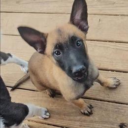 Girl 1 - Fawn female Belgian Malinois puppy in Hardinsburg, Indiana from S & S Kennel