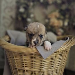 Mr Orange - White and red male Pembroke Welsh Corgi puppy in Gig Harbor, Washington from Pacific Northwest Pembroke Welsh Corgis