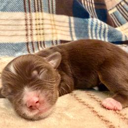 Dallas - Red tri male Miniature Australian Shepherd puppy in Sandy Hook, Kentucky from RidgeTop Aussies