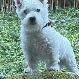 West Highland White Terrier All Grown Up from Dixieland Westies