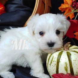 Miniature Schnauzer and Rottweiler Puppies from Mystique Kennel