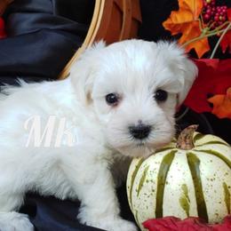 Miniature Schnauzer and Rottweiler Puppies from Mystique Kennel