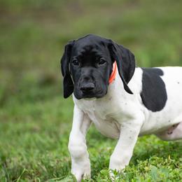 Fib - Black and white male German Shorthaired Pointer puppy in Greensburg, Kentucky from Nosam Kennels- Hungarian Vizslas, and German Shorthairs Located in Kentucky
