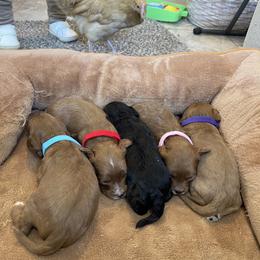 Purple Girl - Red female Cavapoo puppy in Sugarcreek, Ohio from True Hearted Doodles