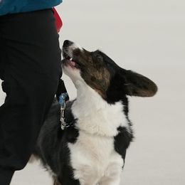 Aki - Cardigan Welsh Corgi