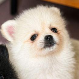 Éowyn - Cream parti female Pomeranian puppy in Boca Raton, Florida from Poms of The Shire