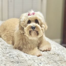 LINEN - Australian Labradoodle