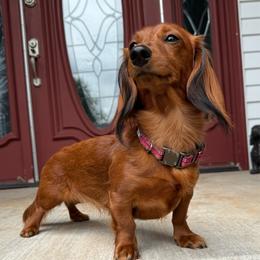 Maple - Dachshund
