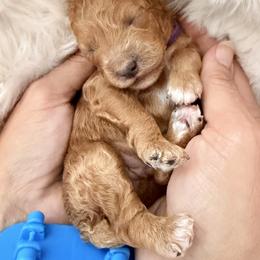 Cockapoo and Poodle Puppies from Pawcious Poodles