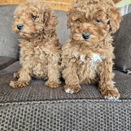 Pekingese, Poodle, and Shih Tzu Puppies from Happy puppies