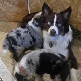 Miniature Australian Shepherd Puppies from Awesome Aussies