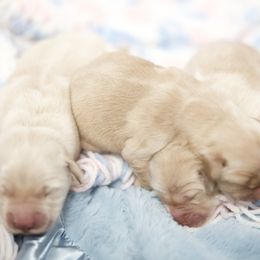 Pick of litter female - Golden female Golden Retriever puppy in Lemoore, California from UnrivaledGoldens