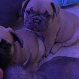 Male blue fawn - Blue fawn male French Bulldog puppy in Phoenix, Arizona from ANE French Bulldogs