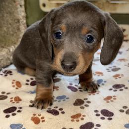 AKC Luna - Gray (blue) and tan female Dachshund puppy in Knoxville, Tennessee from Thea's Puppies
