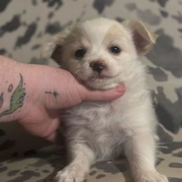 Elvis - Cream and white male Chihuahua puppy in Paradise, Texas from KCL Pups