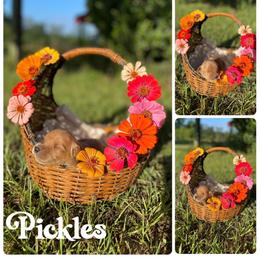 Pickles - Dark golden male Golden Retriever puppy in Magnolia, Mississippi from Magnolia Farm