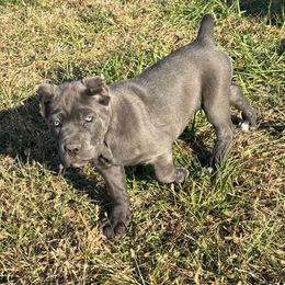 Mushroom - Gray female Cane Corso puppy in Fort Scott, Kansas from Black Magic Cane Corso