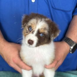 Flub - Red merle male Australian Shepherd puppy in Rapid River, Michigan from Echolight Australian Shepherds