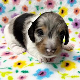 Chirp - Dapple male Dachshund puppy in Gentry, Arkansas from Sweet As Pie Doxies