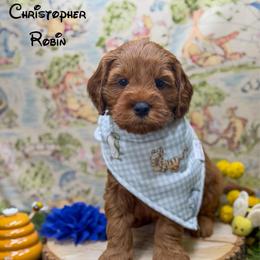 Christopher Robin - Red  male Goldendoodle puppy in Williamson, New York from Lakeside Doodles