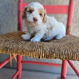 Leo - Blenheim male Cavapoo puppy in Tucson, Arizona from Ever After Doodles Arizona