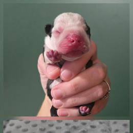 Mazie Mae - Black brindle and white female Boston Terrier puppy in Beaverdam, Virginia from Howell Terriers
