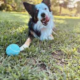 American Corgi, Border Collie, and Pembroke Welsh Corgi Puppies from Cowtown Corgis & Border Collies