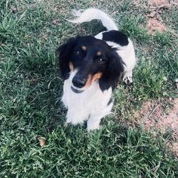 Petey - Dachshund