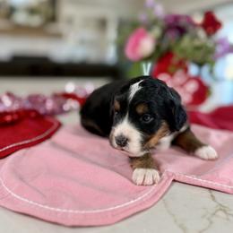 Mint Collar - Tri-color female Bernedoodle puppy in Indiahoma, Oklahoma from Farm Fresh Doodles