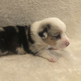 American Corgi and Pembroke Welsh Corgi Puppies from Red White & Bluie Corgi
