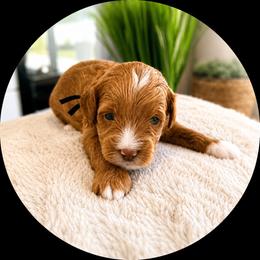 Gideon - Red male Cavapoo puppy in Ephrata, Washington from Mustard Seed Doodle Co.
