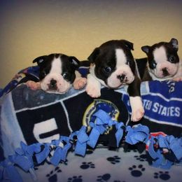 Boston Terrier and Italian Greyhound Puppies from 4Ever Boston Terriers & Italian Greyhounds